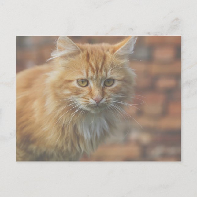 Cute Funky Ginger Cat Kitten Face Postcard (Front)