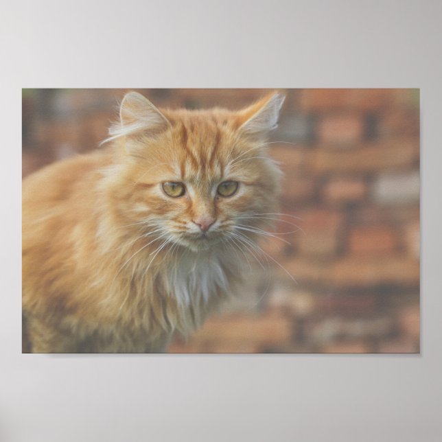 Cute Funky Ginger Cat Kitten Face Poster (Front)