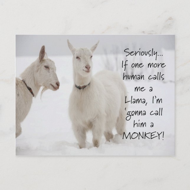 Cute Funny Animal Goat Joke Postcard (Front)