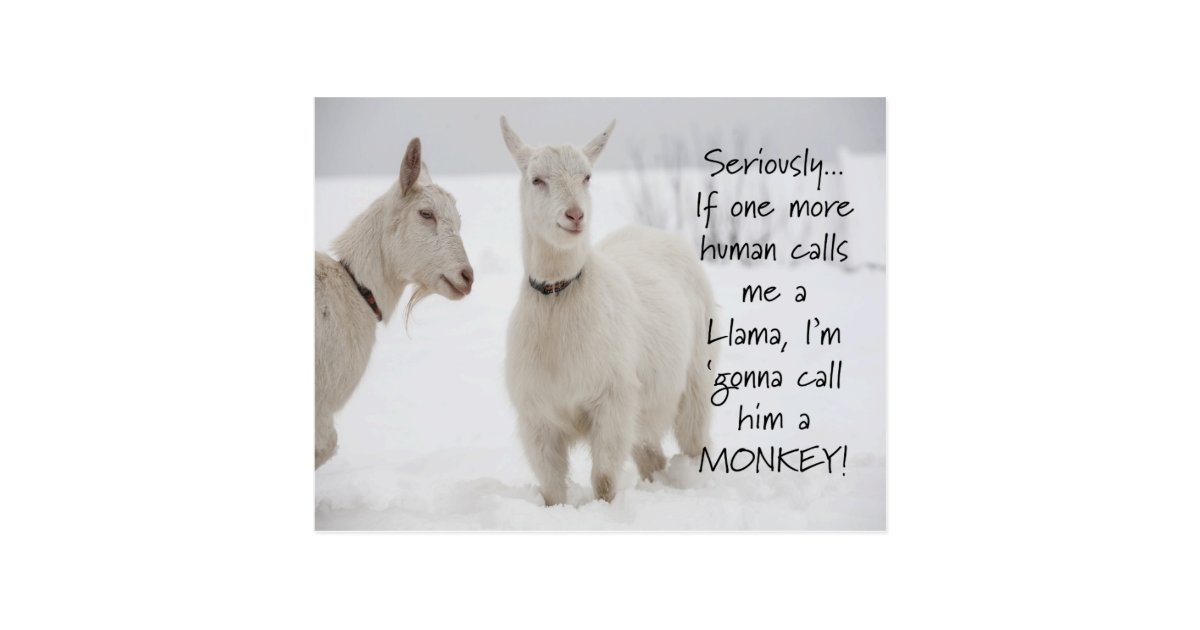 Cute Funny Animal Goat Joke Postcard