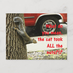 Cute Funny Animal Squirrel Joke Postcard