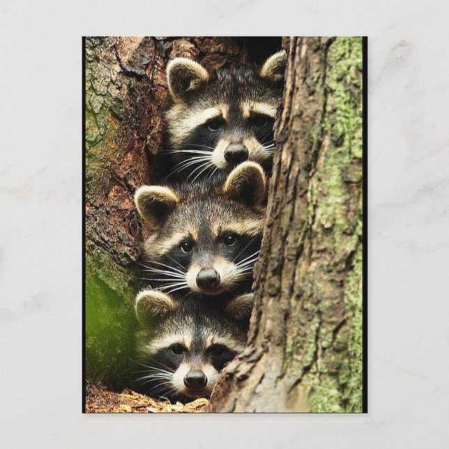 cute_funny_animals_41 Three Raccons Tree trunk Postcard (Front)