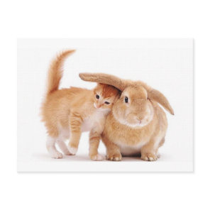 cute_funny_animals_8  kitten bunny rabbit friends postcard