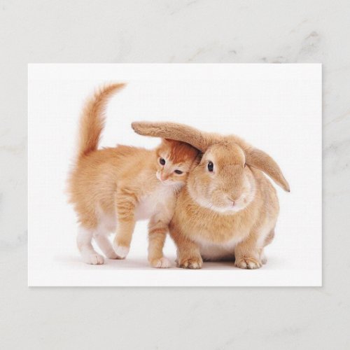 cute_funny_animals_8  kitten bunny rabbit friends postcard