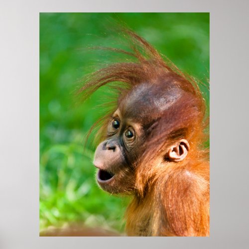 Cute funny baby orangutan monkey animal smiling poster