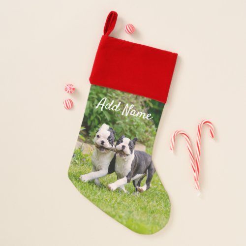 Cute funny Boston Terrier dogs puppies playing _ Christmas Stocking