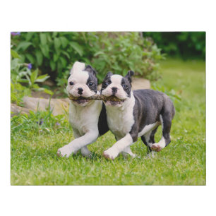Cute funny Boston Terrier dogs puppies playing - Faux Canvas Print