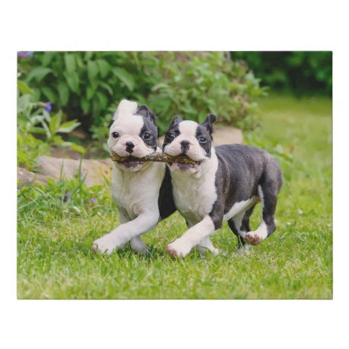 Cute funny Boston Terrier dogs puppies playing _ Faux Canvas Print