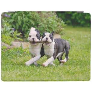 Cute funny Boston Terrier dogs puppies playing - iPad Smart Cover
