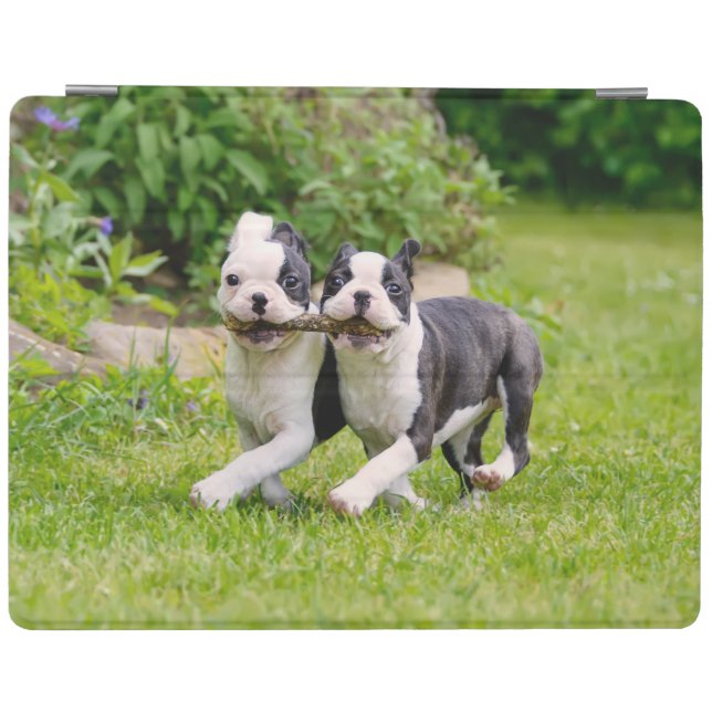Cute funny Boston Terrier dogs puppies playing - iPad Smart Cover (Horizontal)