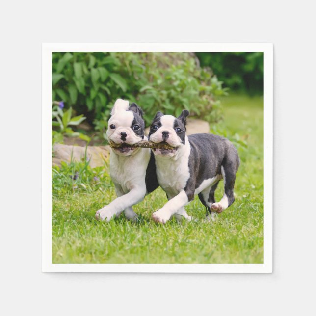 Cute funny Boston Terrier dogs puppies playing - Napkins (Front)