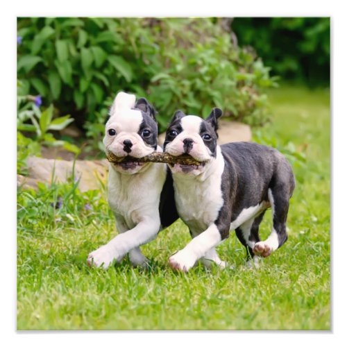 Cute funny Boston Terrier dogs puppies playing _ Photo Print