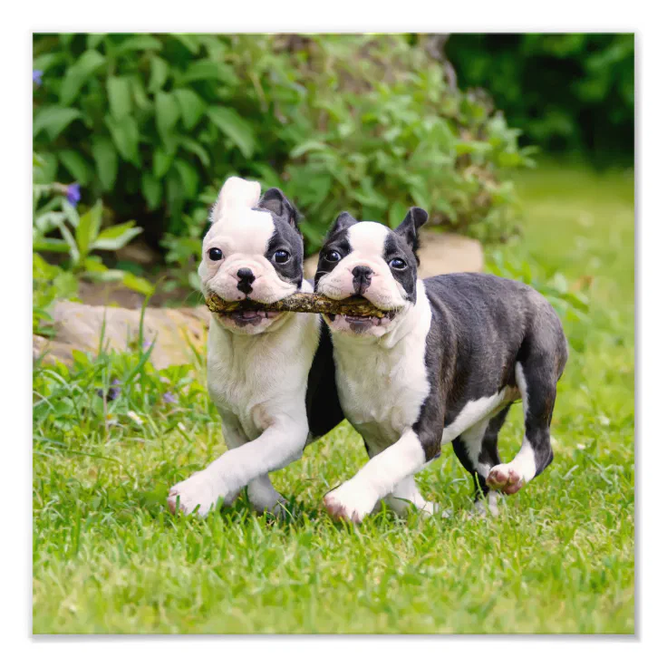 how much are boston terrier puppies