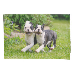Cute funny Boston Terrier dogs puppies playing - Pillow Case