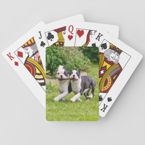 Cute funny Boston Terrier dogs puppies playing _ Poker Cards