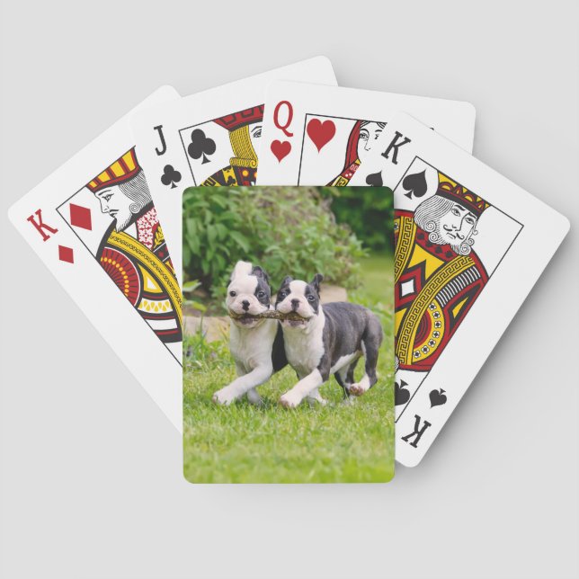 Cute funny Boston Terrier dogs puppies playing - Poker Cards (Back)