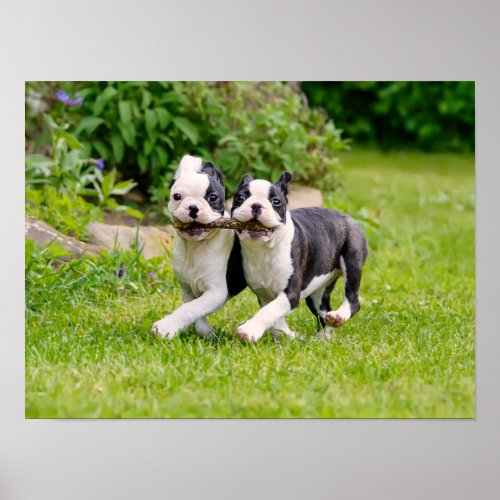 Cute funny Boston Terrier dogs puppies playing _ Poster