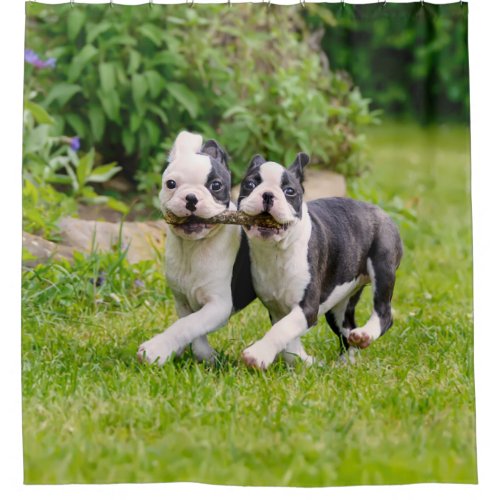 Cute funny Boston Terrier dogs puppies playing _ Shower Curtain