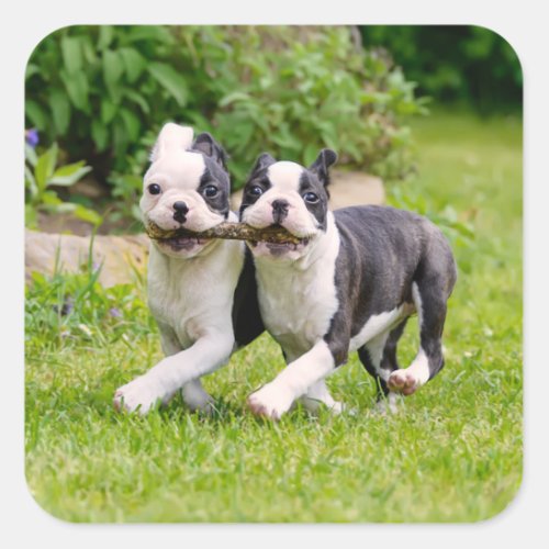 Cute funny Boston Terrier dogs puppies playing _ Square Sticker