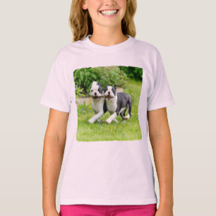 Cute funny Boston Terrier dogs puppies playing - T-Shirt