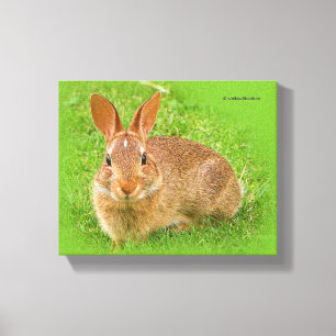 Cute Funny Bunny Nibbling Fairway Greens Canvas Print