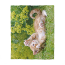 Cute funny cat kitten playing in a flowery garden