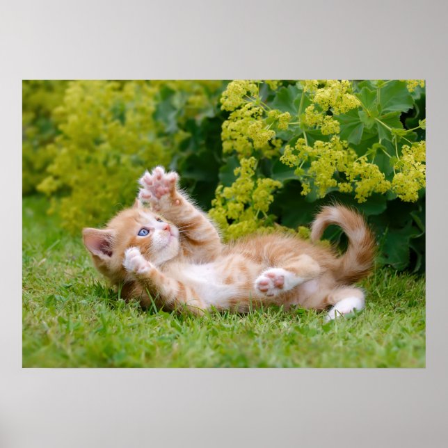 Cute funny cat kitten playing in a flowery garden poster (Front)