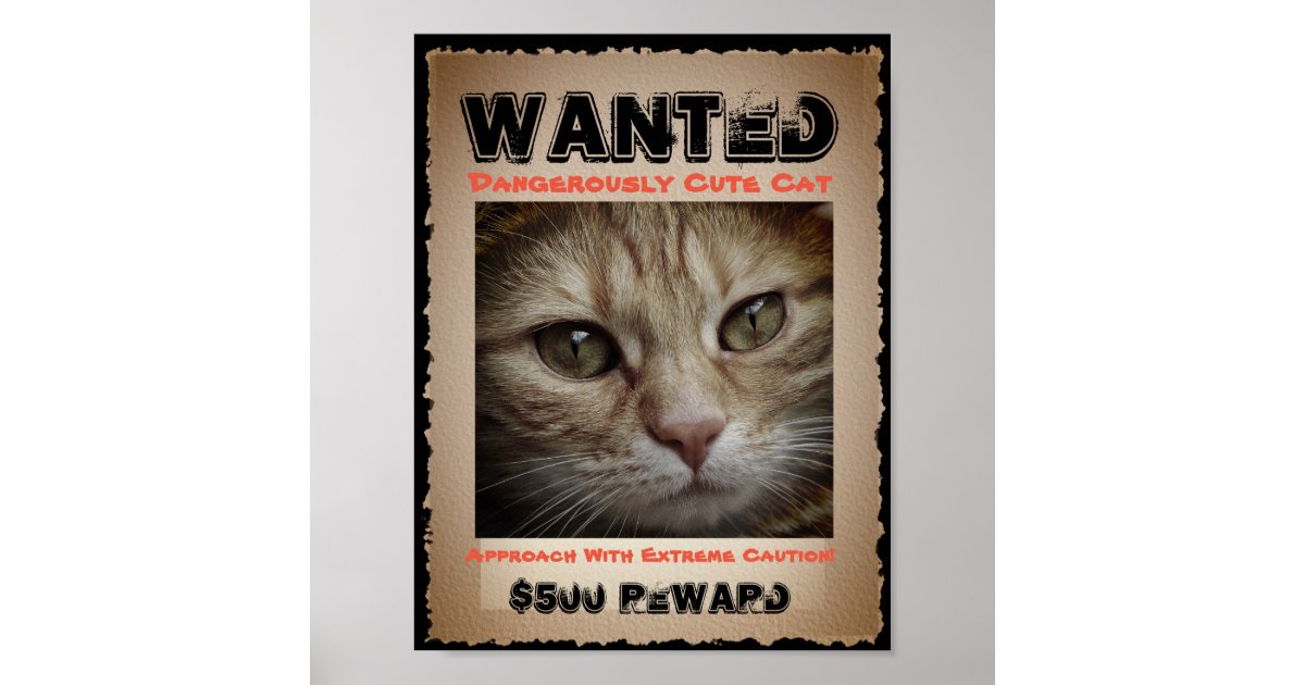 Cute Funny Cat  Wanted  Picture  Poster Zazzle com