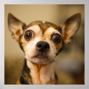 Cute & Funny Chihuahua Close-Up poster