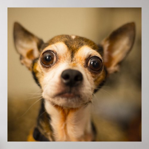 Cute  Funny Chihuahua Close_Up poster