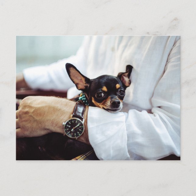 Cute & Funny Chihuahua postcard (Front)