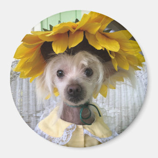 Cute Funny Chinese Crested Puppy Dog Magnet 