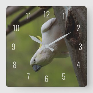 Cute Funny Cockatoo Bird Parrot Upside Down