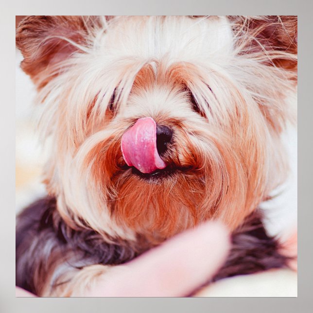 Cute & Funny Dog Close-Up poster (Front)