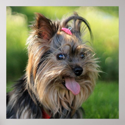 Cute  Funny Dog Close_Up poster