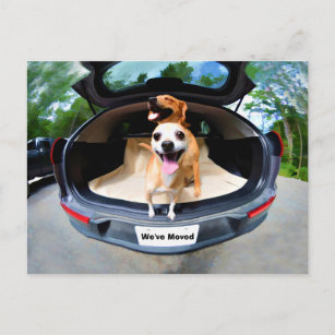 Cute Funny Dogs Going For Car Ride Moving Postcard