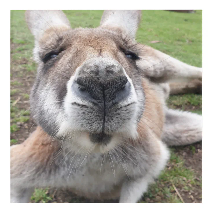 Cute Funny Face Kangaroo Educational Animal Photo Acrylic Print Cute Funny Face Kangaroo Educational Animal Photo Acrylic Print