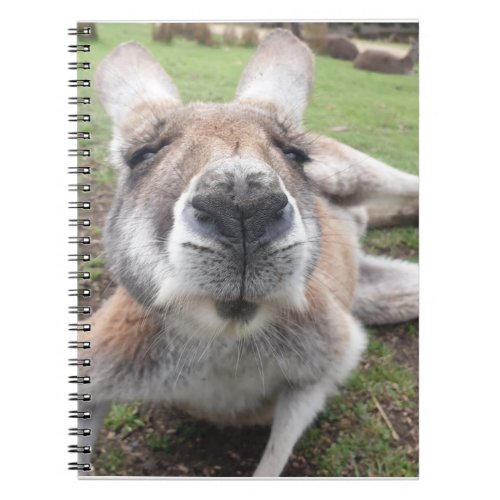 Cute Funny Face Kangaroo Educational Animal Photo Notebook