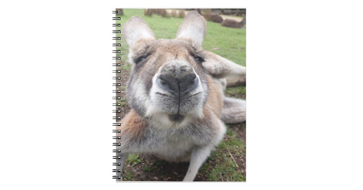 funny kangaroo face