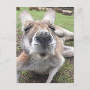 Cute Funny Face Kangaroo Educational Animal Photo Postcard