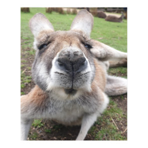 Cute Funny Face Kangaroo Educational Animal Photo Poster