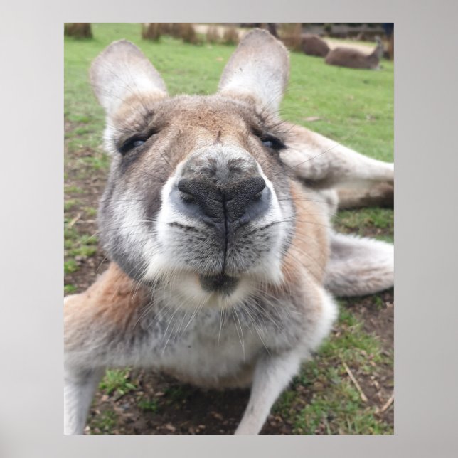 Cute Funny Face Kangaroo Educational Animal Photo Poster (Front)