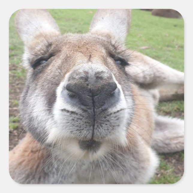 Cute Funny Face Kangaroo Educational Animal Photo  Square Sticker (Front)