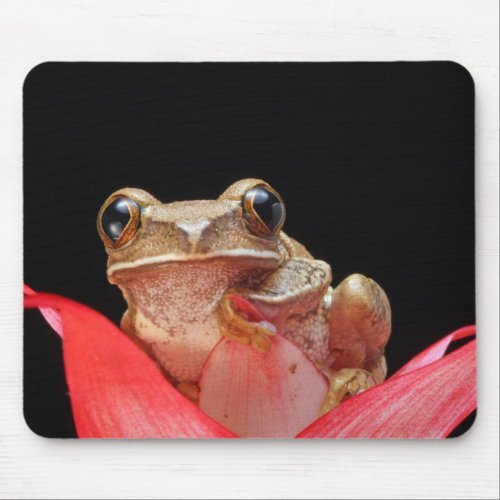 Cute Funny Frog Holding onto Lily _ Mouse Pad