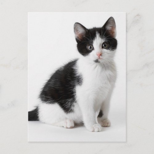 Cute Funny furry kitten black and white cat Postcard