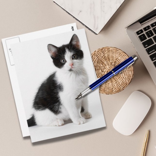 Cute Funny furry kitten black and white cat Postcard (Cute Funny furry kitten black and white cat Postcard)