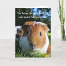 Cute Funny Guinea Pig Birthday Card