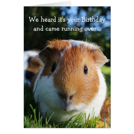 cute-funny-guinea-pig-birthday-card-zazzle