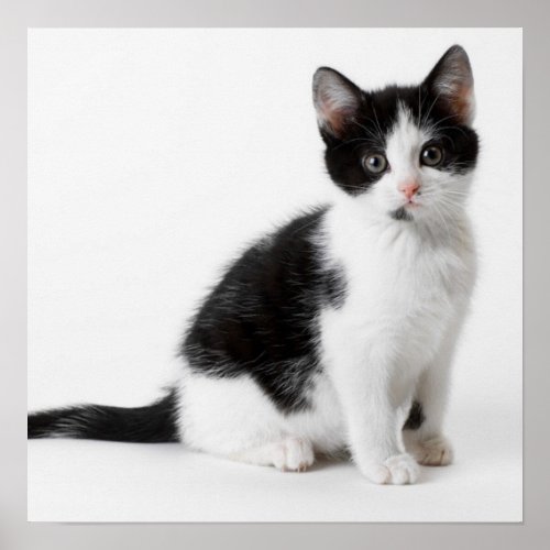 Cute Funny kitten black and white cat Poster