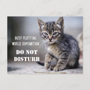 Cute Funny Kitten Do Not Disturb Postcard